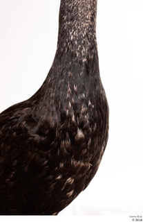 Double-crested cormorant Phalacrocorax auritus chest neck 0002.jpg